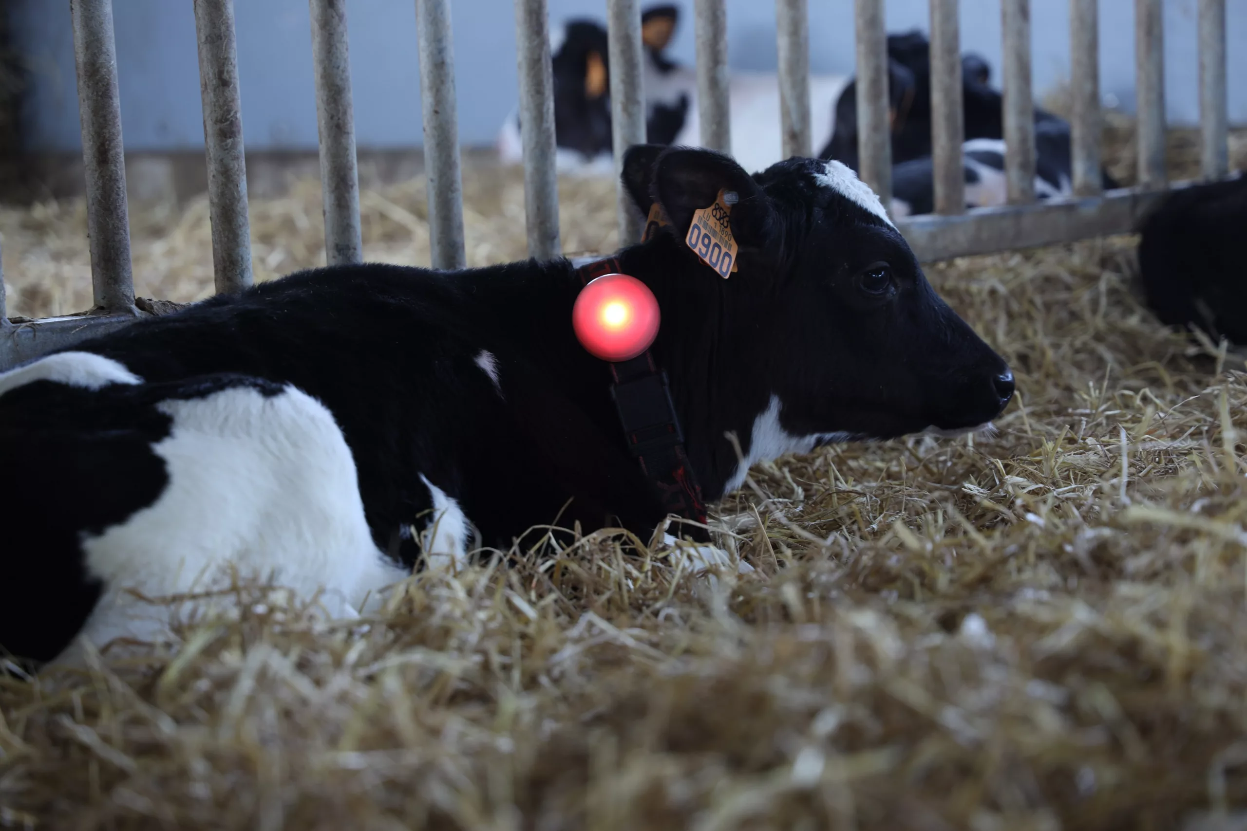 Das Smart NeckBand kennzeichnet minderaktive oder auffällige Kälber mit roten oder grünen Lichtsignalen. So wird das Auffinden relevanter Kälber für das Personal bequem und zeitsparend.