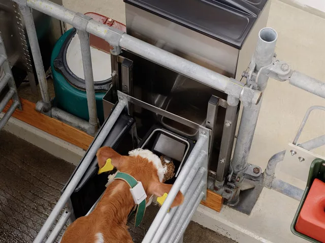 Un veau devant le distributeur automatique de concentré, qui enregistre l'animal en entrant dans la station et distribue des rations adaptées à ses besoins. Le sevrage est entièrement automatisé.