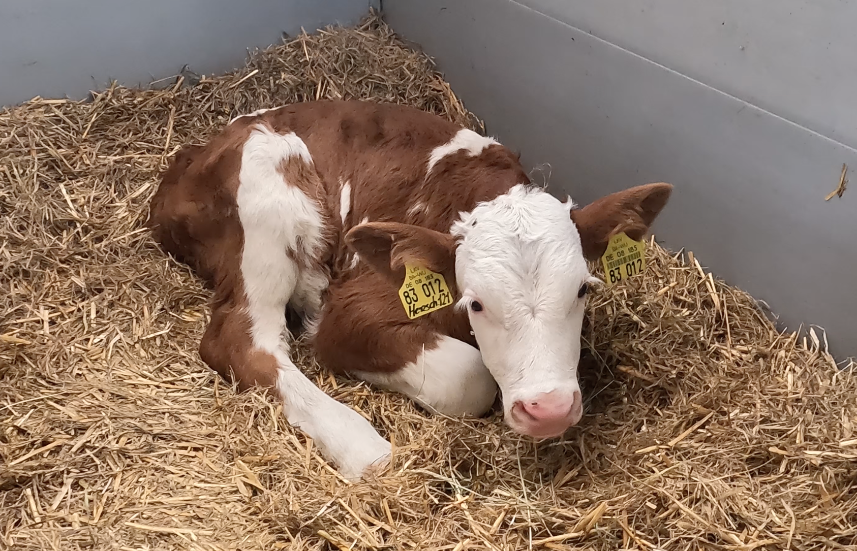Gesundes Kalb dank der CalfApp VITAL – Überwachung der Kälbergesundheit in Echtzeit.