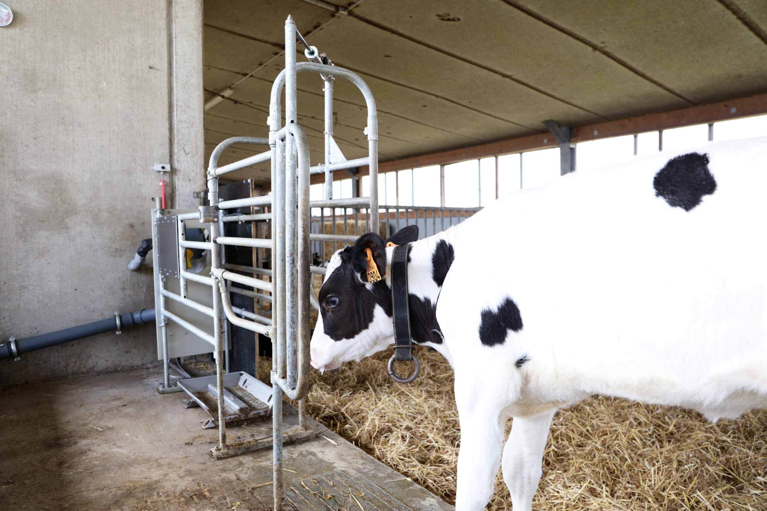 Kalb trinkt an der CalfProtect Tränkestanderweiterung, die das gegenseitige Besaugen reduziert, den Kälberbetrieb beruhigt und schwächere Kälber bei der Tränkeaufnahme schützt.